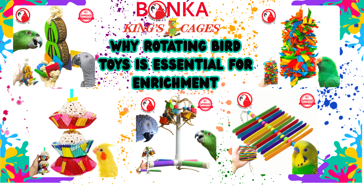 Why Rotating Bird Toys Is Essential for Enrichment with vibrant bird toys and birds.
