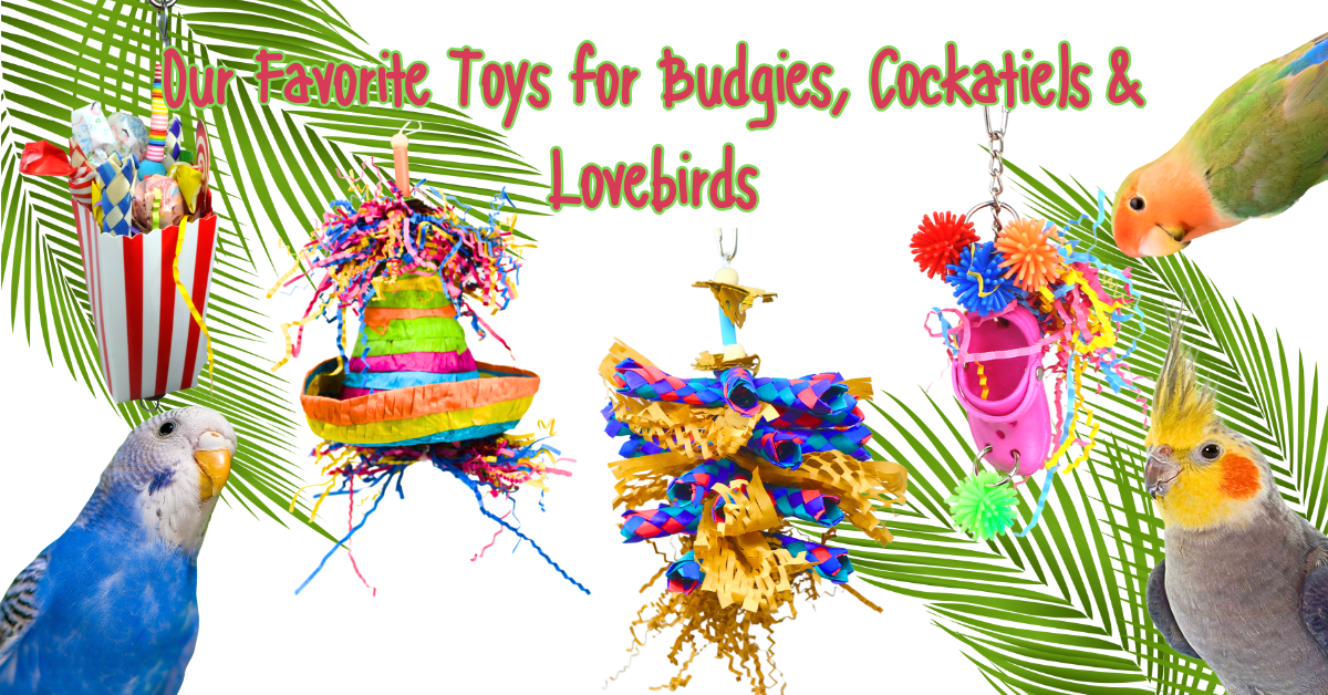 Our Favorite Toys for Budgies, Cockatiels & Lovebirds