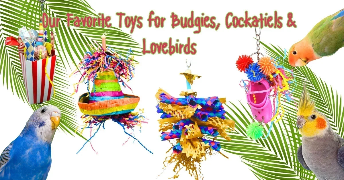 Our Favorite Toys for Budgies, Cockatiels & Lovebirds