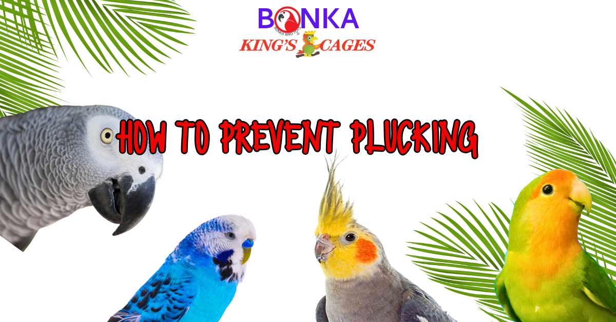 How to Prevent Feather Plucking with colorful birds and tropical leaves in the background.