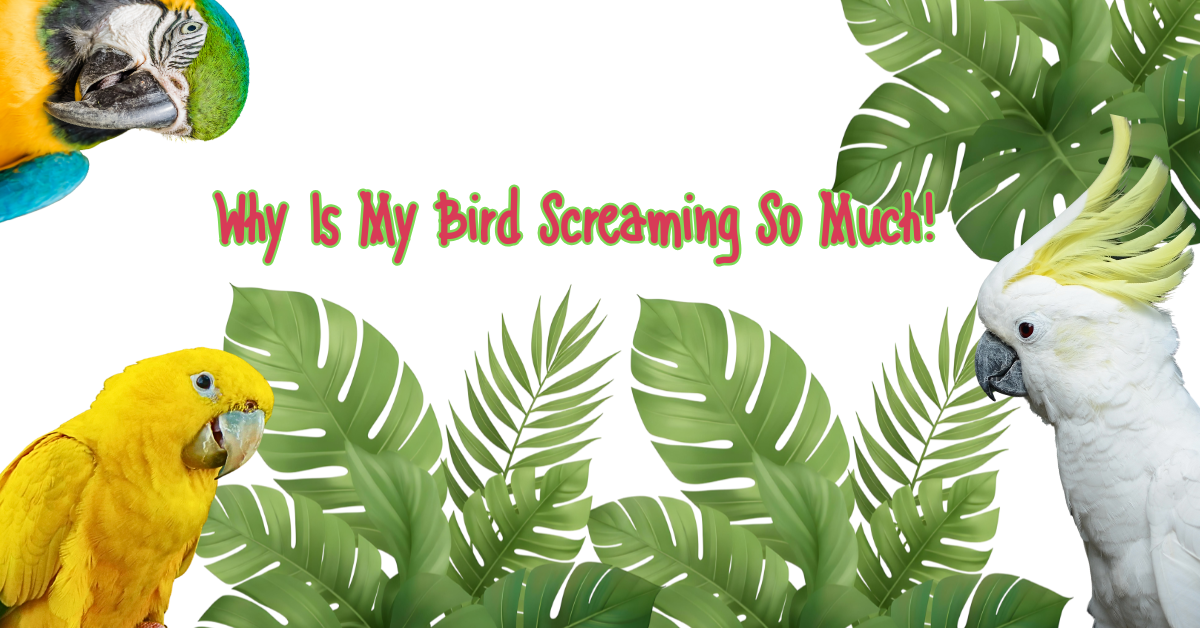 Colorful birds with tropical leaves and text 'Why Is My Bird Screaming So Much!' for bird care insights.