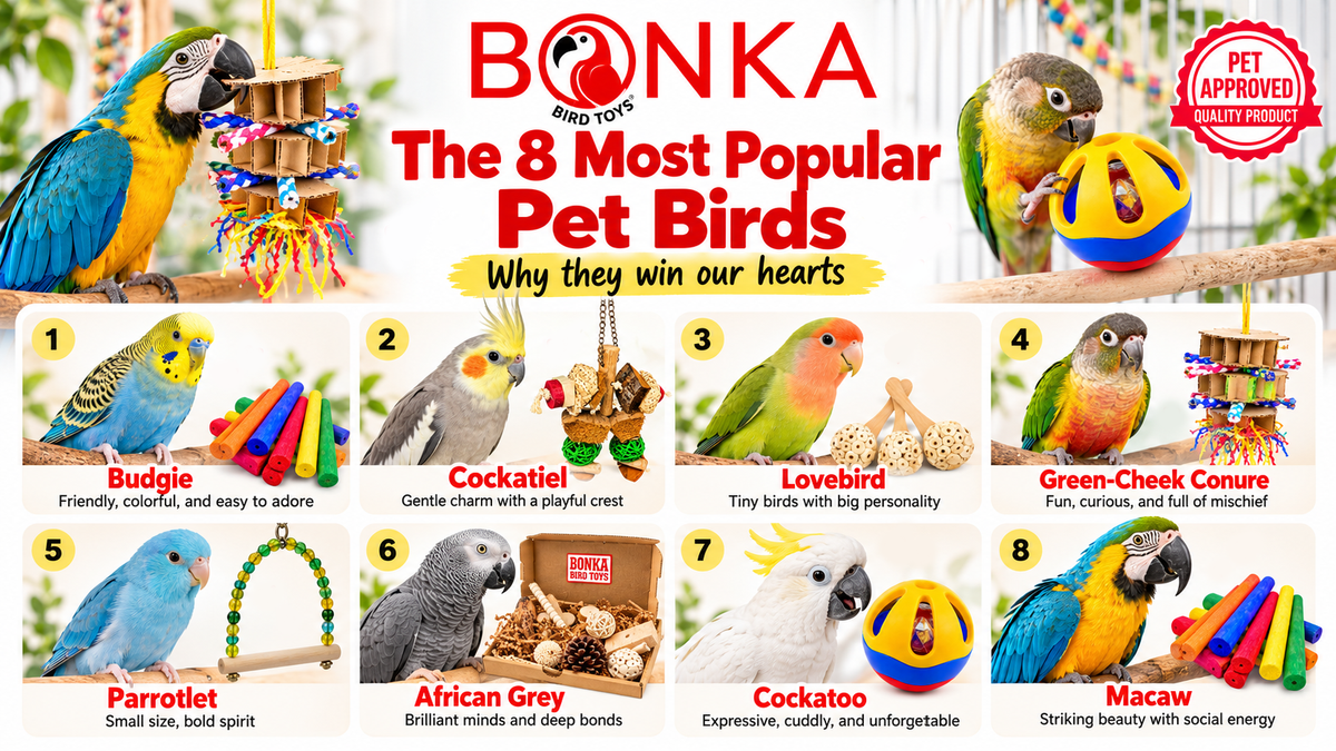 The 8 Most Popular Pet Birds and Why They Win Our Hearts