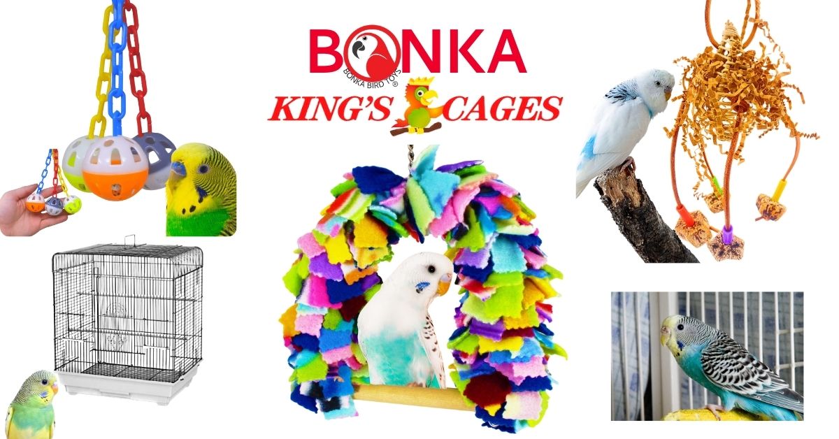 Best bird toys for budgies showcased with colorful parakeet toys and accessories for happy birds.
