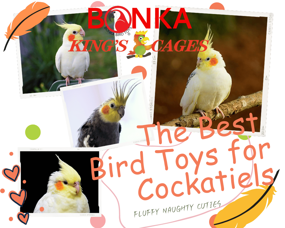 The Best Toys for Cockatiels: Keep Your Feathered Friend Happy & Healthy