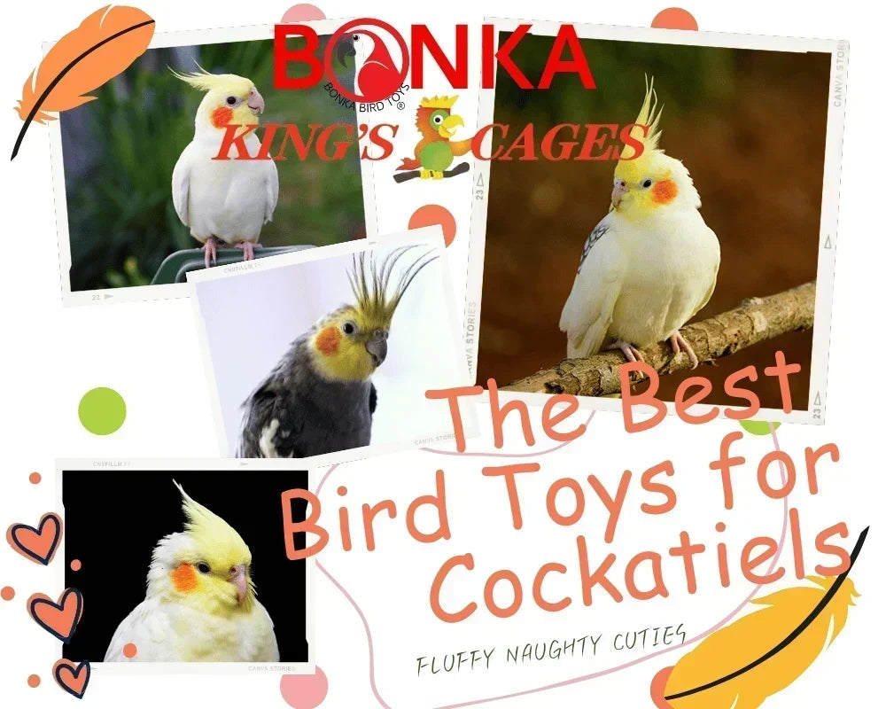 The Best Toys for Cockatiels: Keep Your Feathered Friend Happy & Healthy