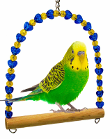 Colorful budgie perched on a wooden swing, showcasing the best bird toy for parrots from Bonka Bird Toys.