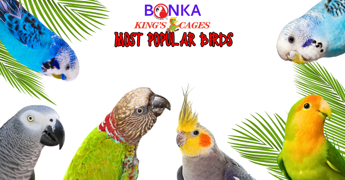 Various colorful birds displayed with tropical leaves, showcasing popular pet birds that win our hearts.
