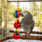 African Grey parrot playing with colorful plastic ball bird toy inside cage, featuring red, blue, and green interactive elements.