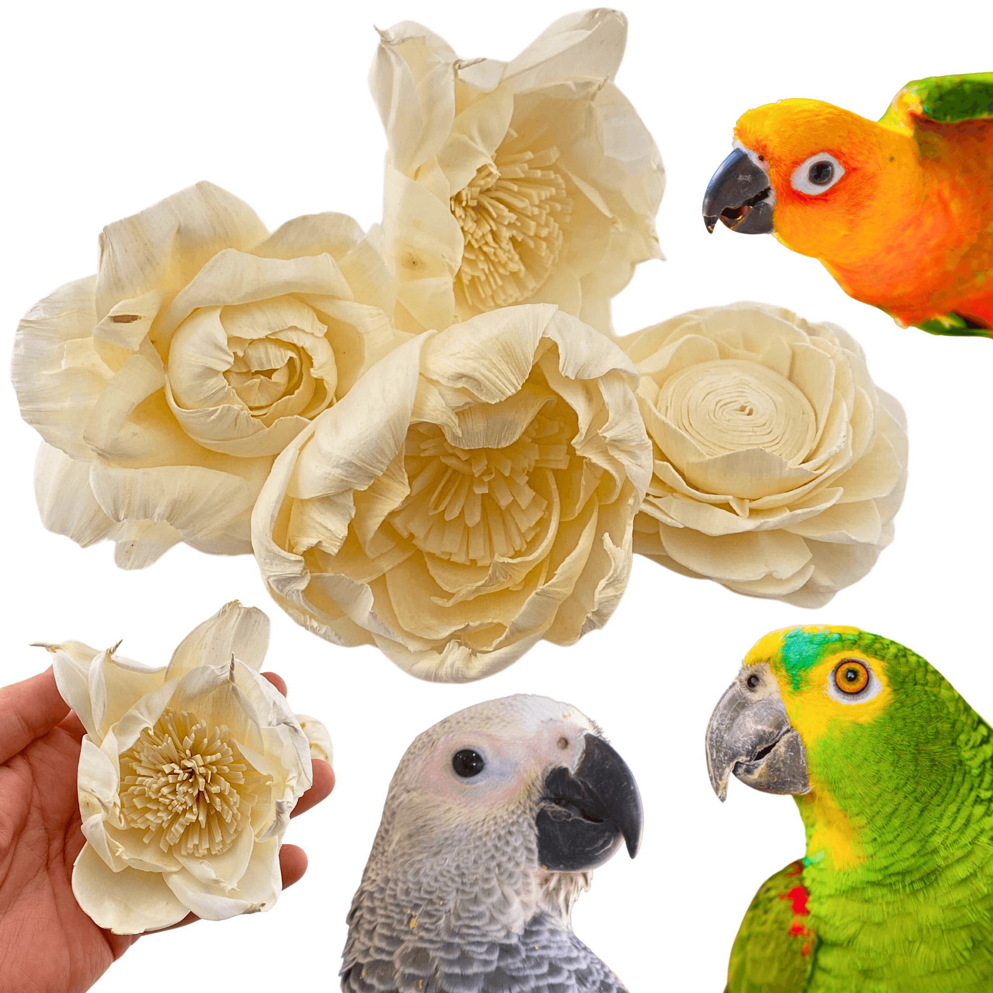 1169 Pk4 Large Sola Atta 3-4" Flowers - Bonka Bird Toys