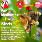 2772 Coconut Double Spinner - Bonka Bird Toys