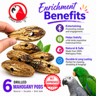3410 Pk6 Drilled Mahogany Pods - Bonka Bird Toys