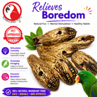 3410 Pk6 Drilled Mahogany Pods - Bonka Bird Toys