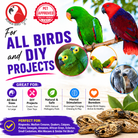 3410 Pk6 Drilled Mahogany Pods - Bonka Bird Toys