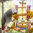 2677 Big Duo Helix - Bonka Bird Toys