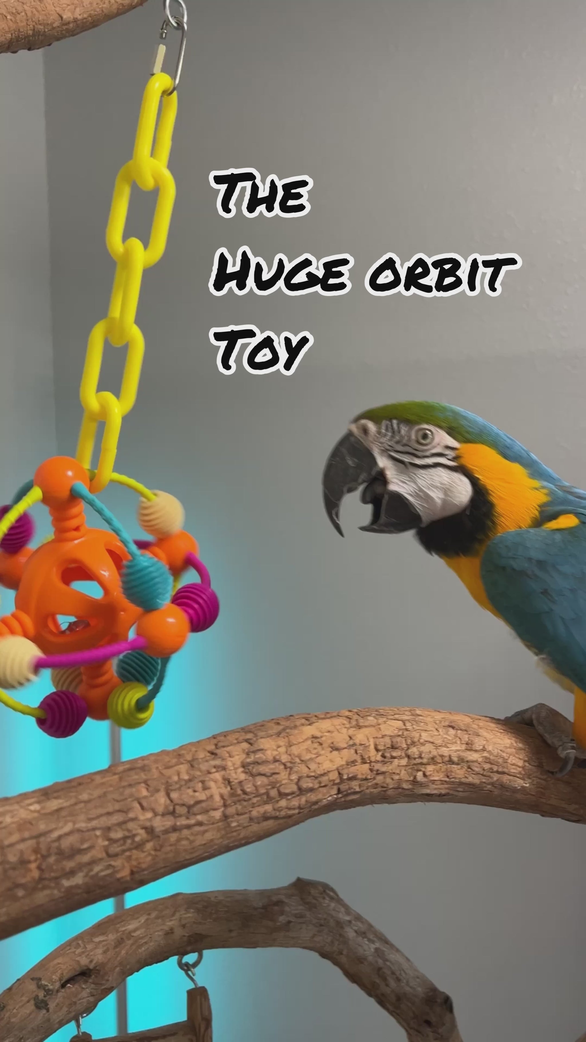 Mulan: #404, Foraging Bird Sugar Glider Toy, Small Bird Toy, Exotic Animal Toy, Small cheapest Pet Toy, Parrot Toy