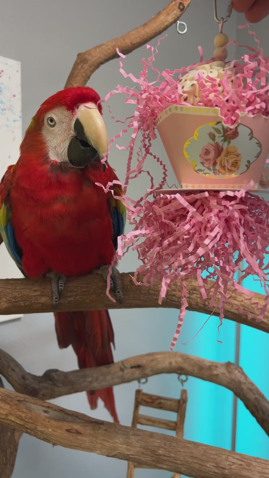 What is a sola snow cone bird toy?