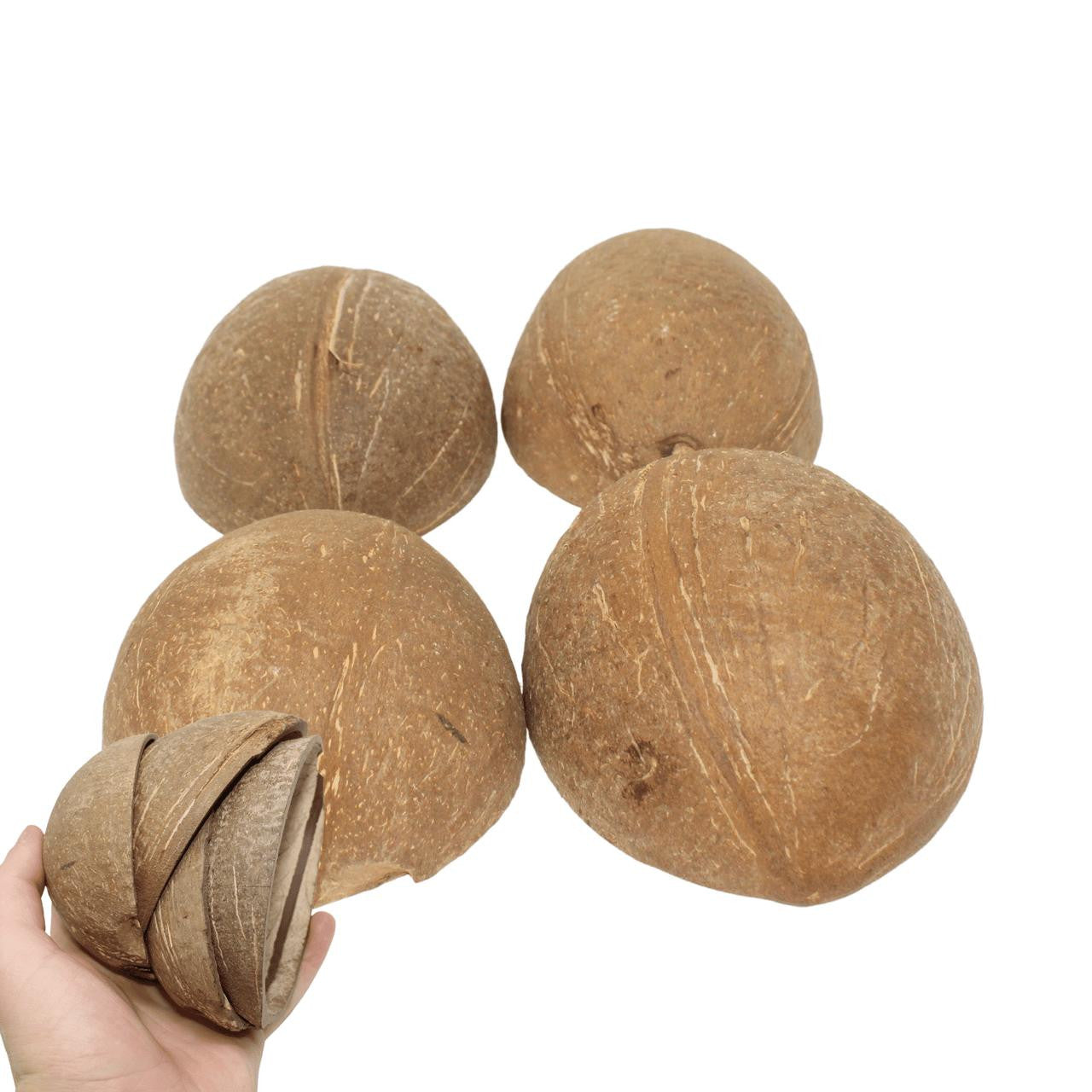 The 1031 Pk4 Half Shell Coconuts from Bonka Bird Toys are natural and versatile chewable items that birds love! These natural coconuts look great in cages.