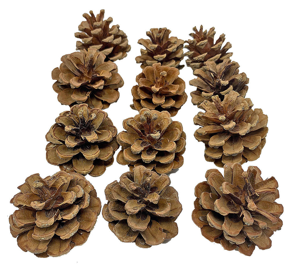 3284 pk12 Natural Pinecones - Bonka Bird Toys