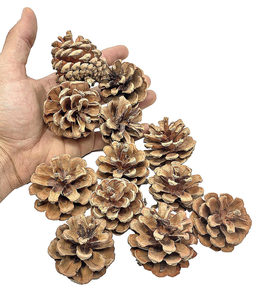 3284 pk12 Natural Pinecones - Bonka Bird Toys